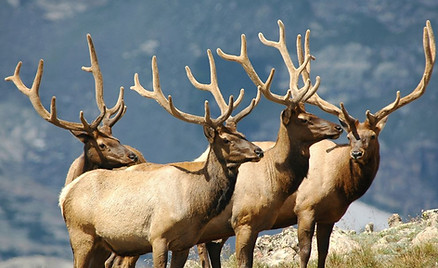 Team Elk promotes holistic appproach to support, recovery, wellness, transformation