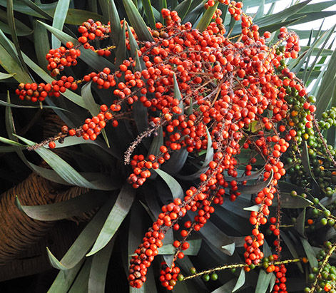 Why you need Dragons Blood in your Skin Care!