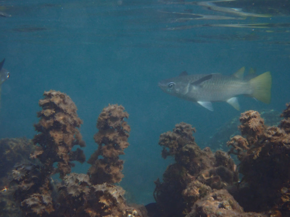 Poisson surmulet de Tahiti