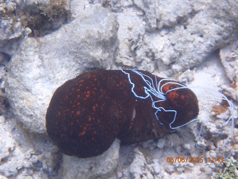 Concombre de mer de TAHITI