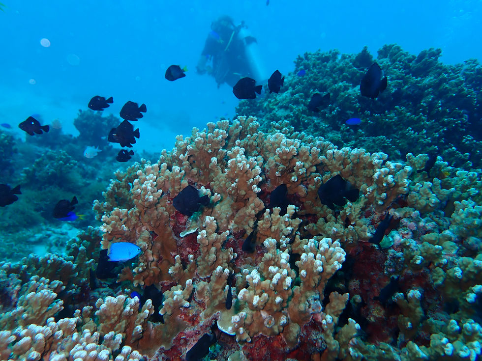 Récif de corail de TAHITI