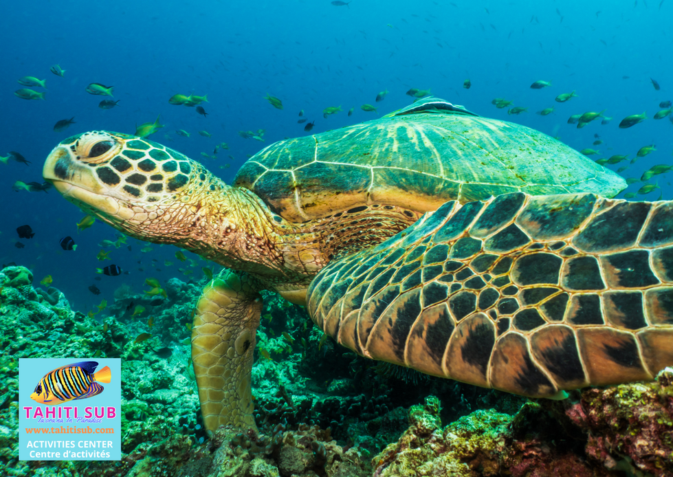 Tortue imbriquée de Tahiti