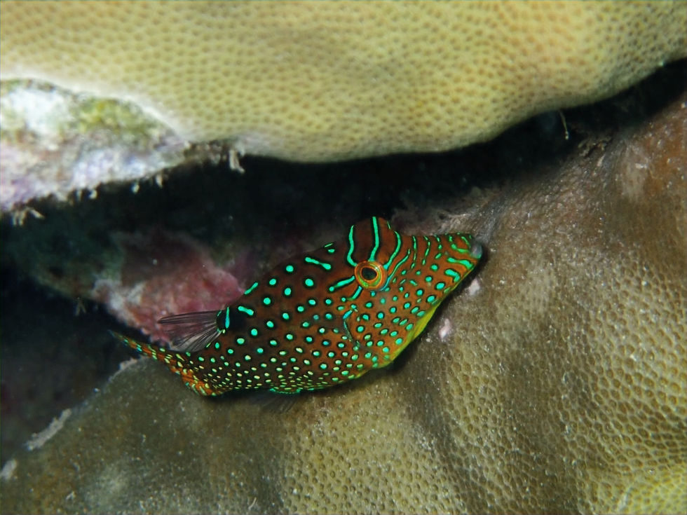 Canthigaster Moucheté - Spotted Toby