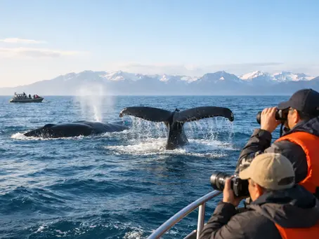 Guide d’observation respectueuse des baleines