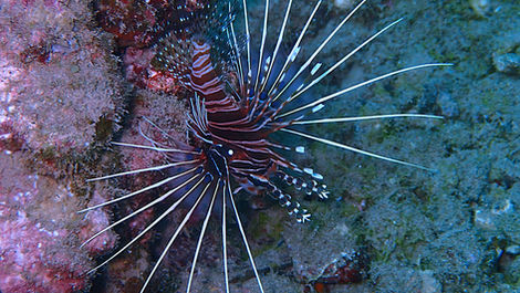 Poisson Lion - Ptérois - Poisson-Scorpion - Poisson- Feuille