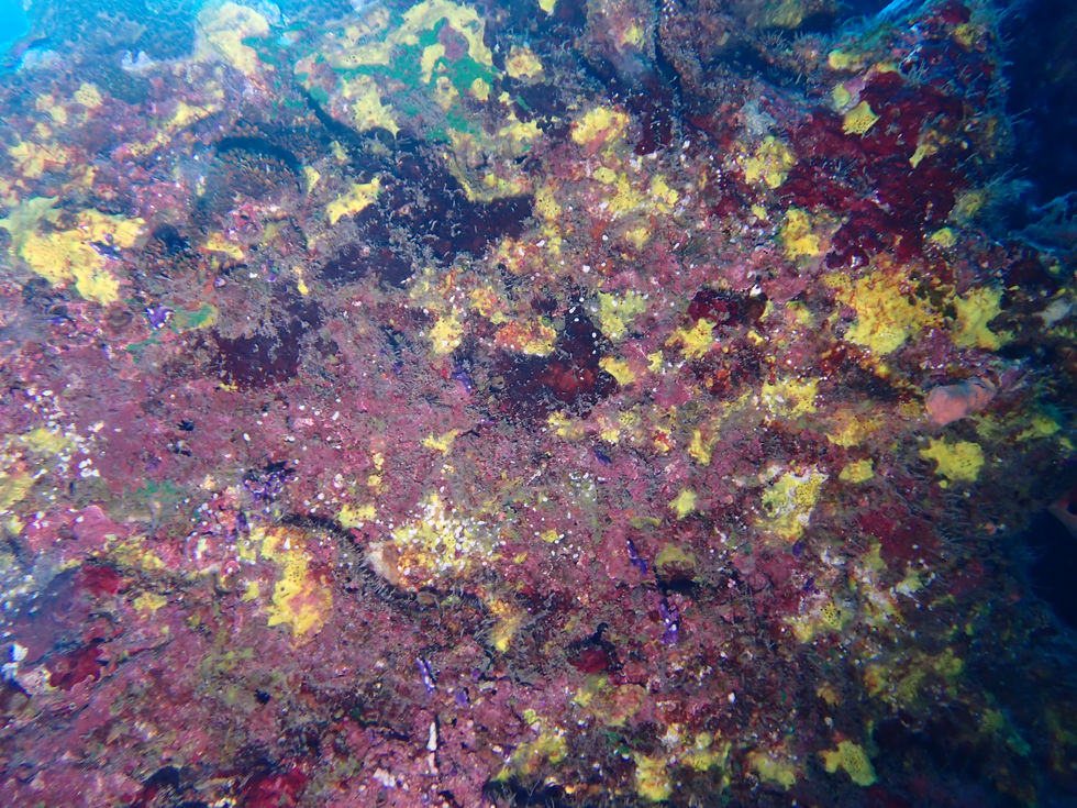 faune fixée sur récif de Tahiti