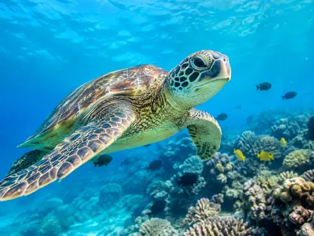 La faune marine polynésienne à rencontrer