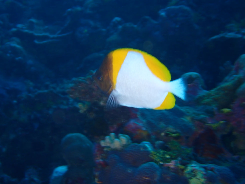 Poisson-Papillon Pyramide - Pyramid Butterflyfish