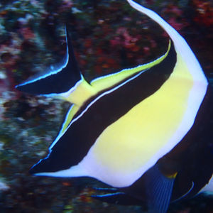 Poisson Papillon  - Poisson Ange - Taurillon 