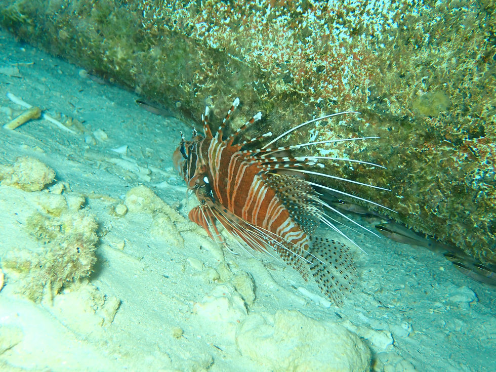 PtéroÏse à Antennes Spotin Firefish