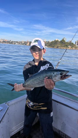 Sydney Striped Tuna / Bonito
