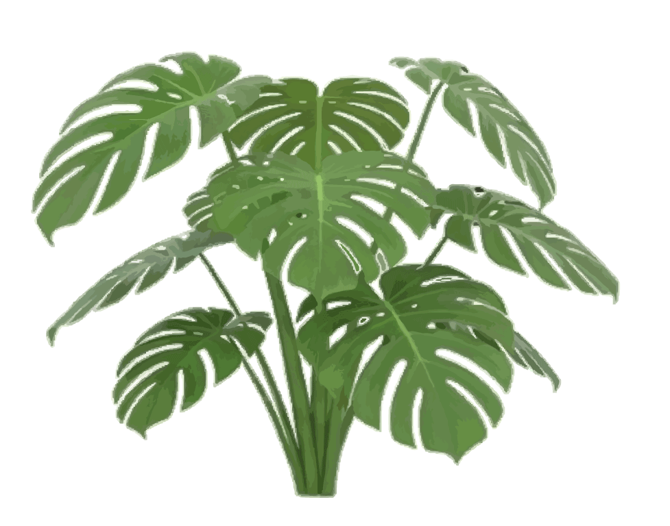 Rubber-Plant.gif
