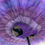 Thumbnail: Lilac Fairy