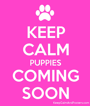 Puppies Coming Soon | brohndachshunds