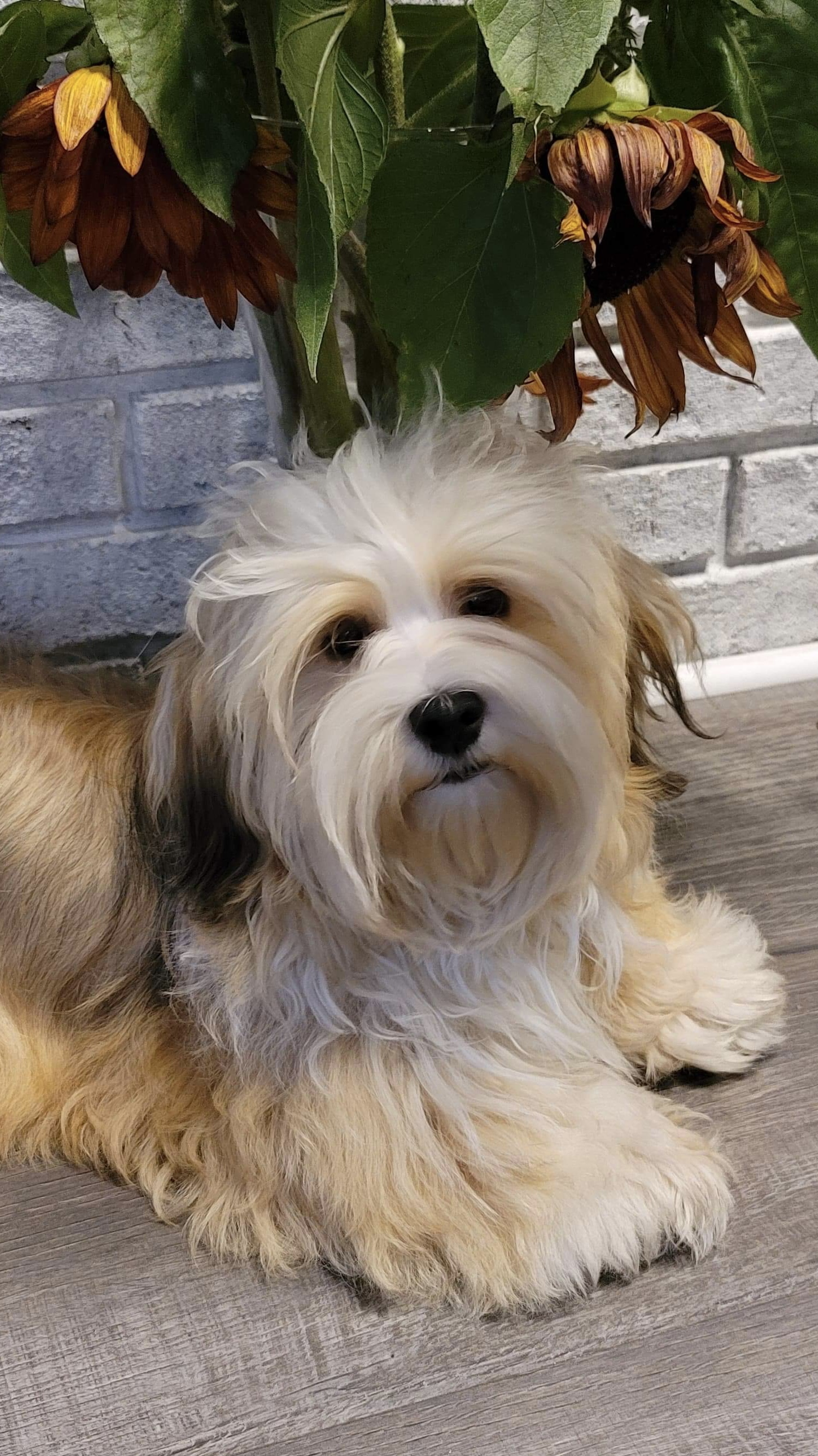 Writer: serhavanese