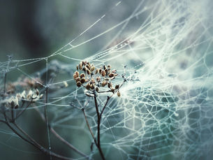 The Complex Role of Histamine in the Hyperneuroplastic System (Beyond Allergies and Into the Systemic Web)