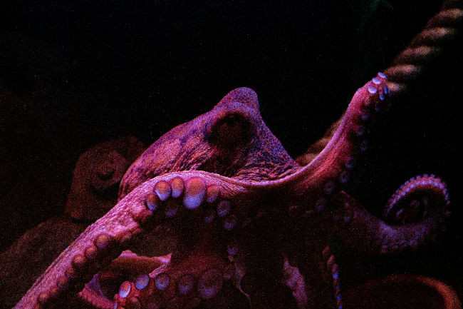 hyperneuroplastic octopus