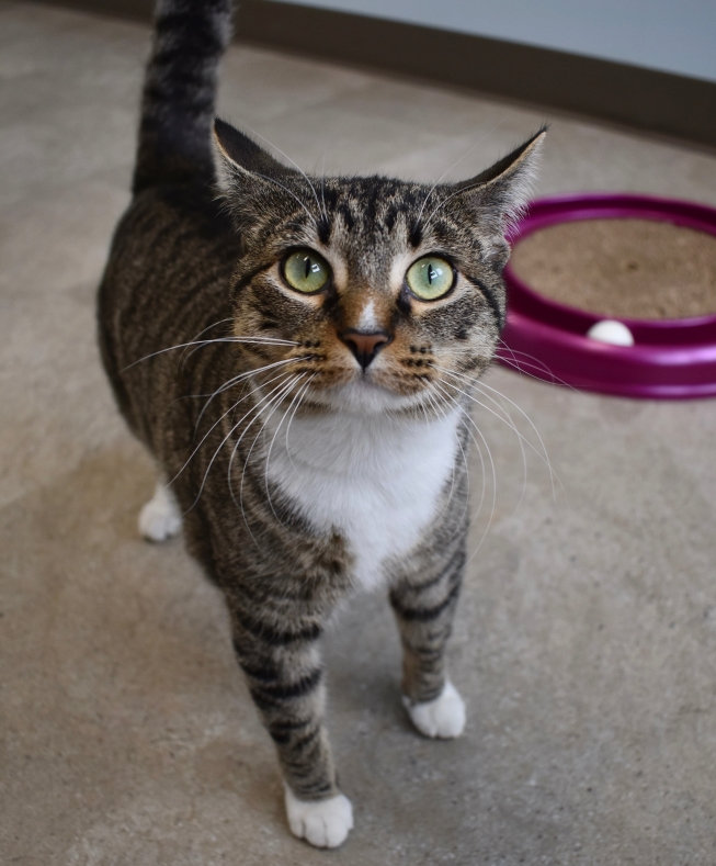 A cat in or feline area at Heritage Animal Pet Hotel.