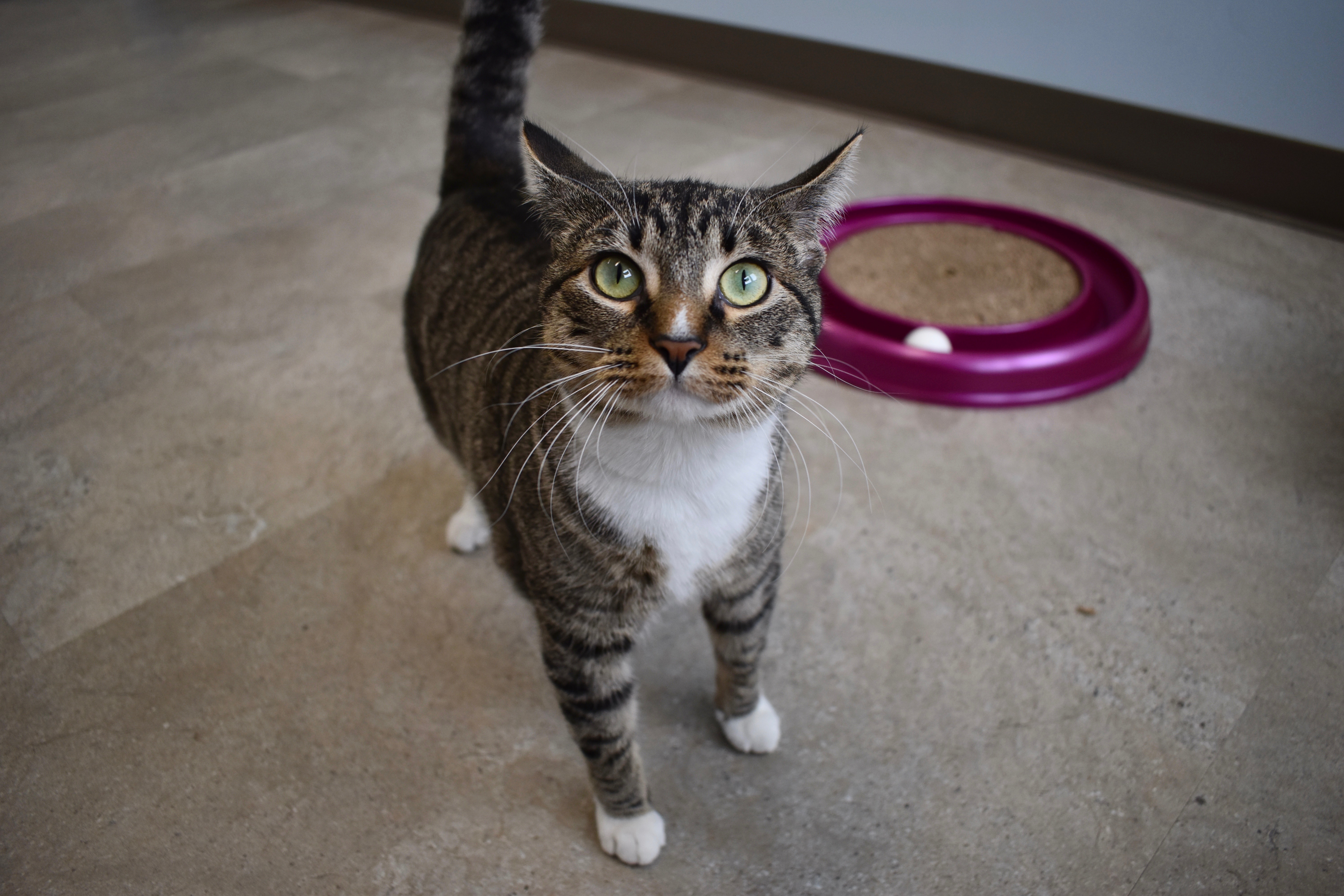 Cat in Cat Stay and Play Room