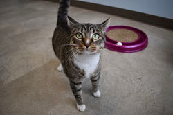 Cat in Cat Stay and Play Room