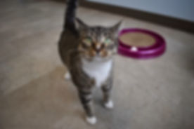 DSC_0451.jpeg