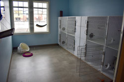 Cat Stay and Play Room