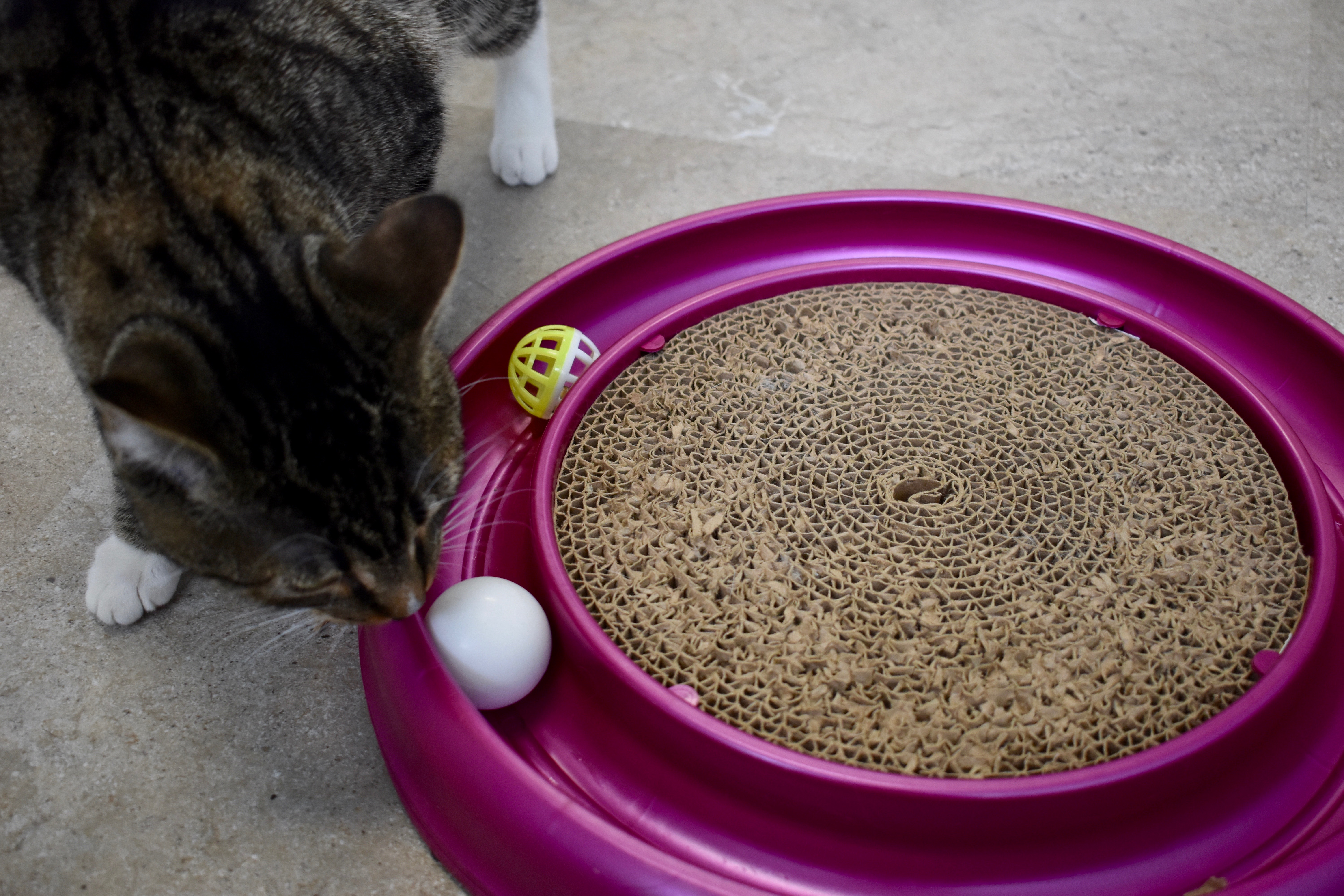 Cat playing with toy in cat stay and play room