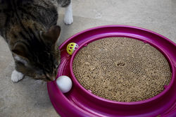 Cat playing with toy in cat stay and play room