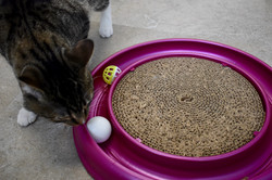 Cat playing with toy in cat stay and play room