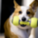 dog boarding logan ut.png
