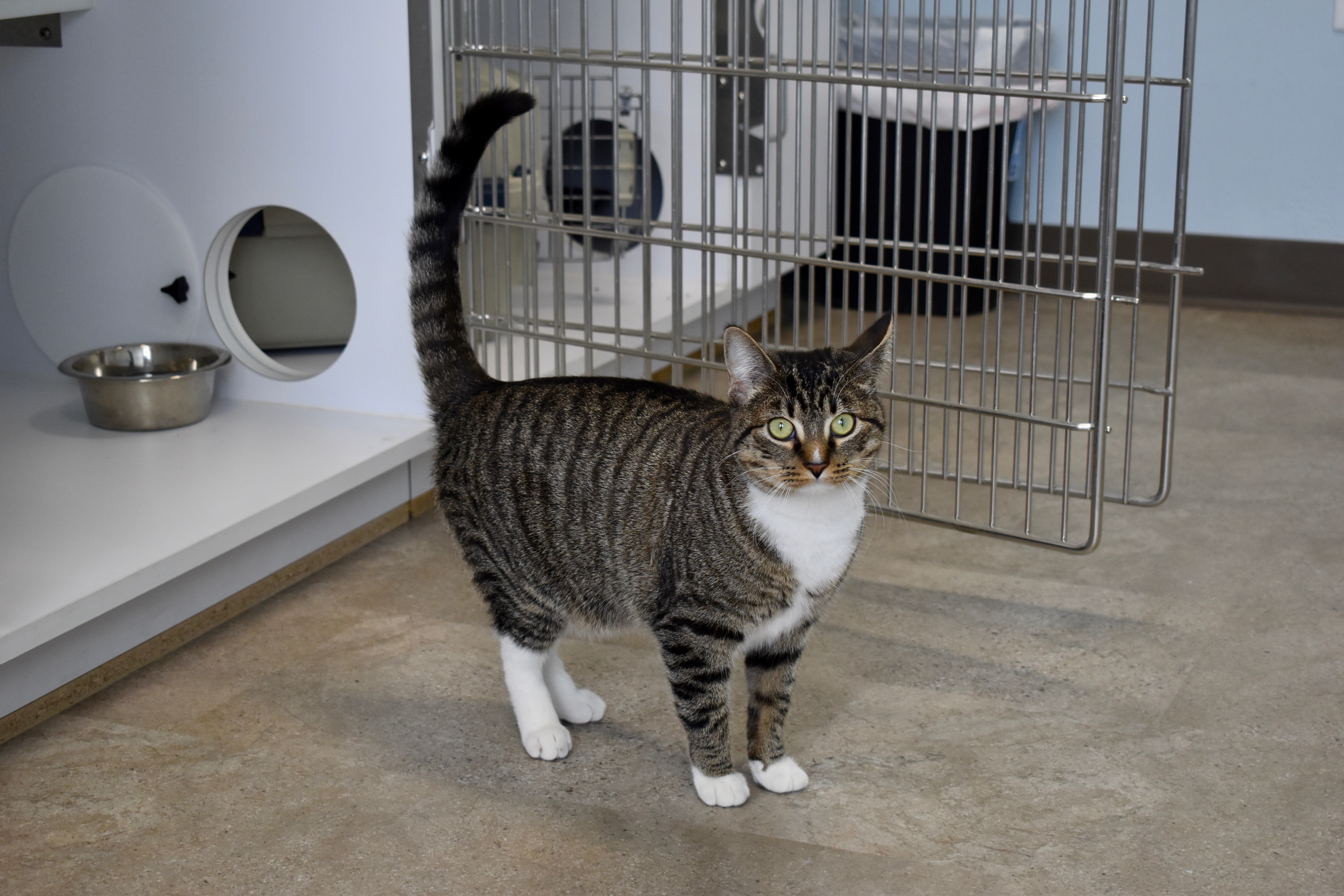 Cat in Cat Stay and Play Room