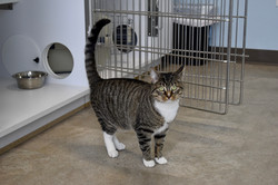 Cat in Cat Stay and Play Room