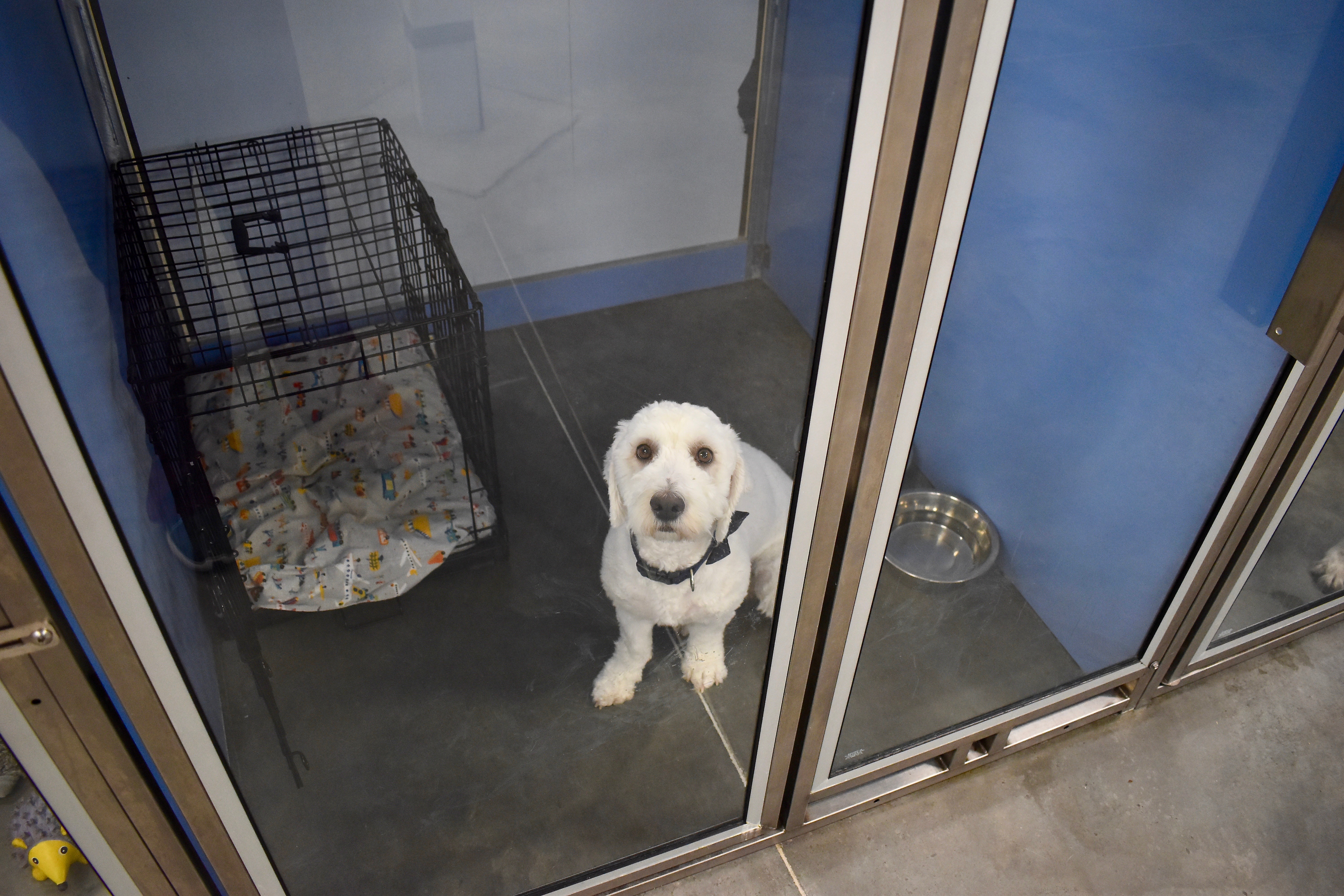 Dog in Medium Run