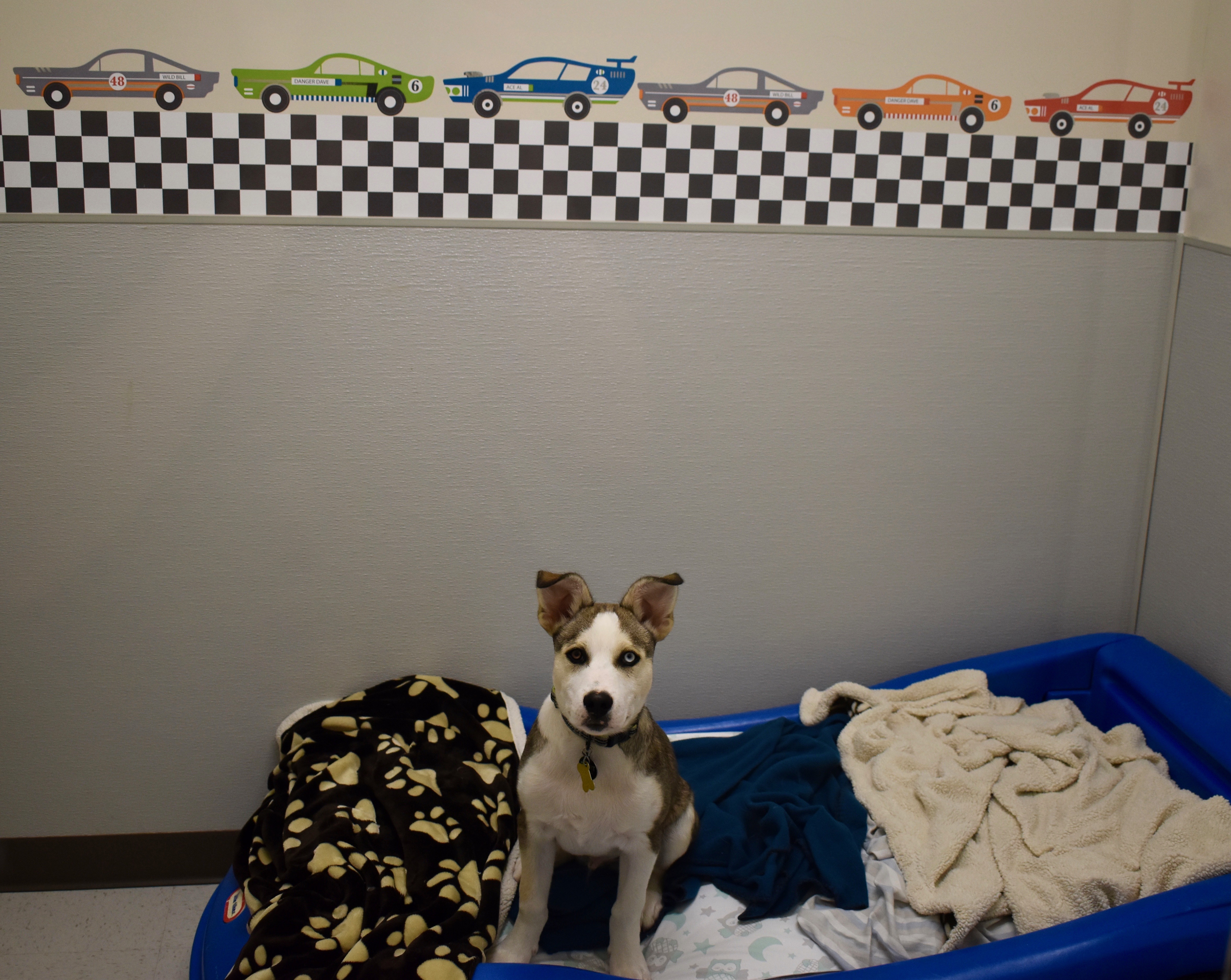 Race Car Suite