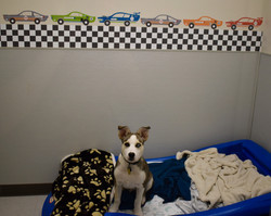 Race Car Suite