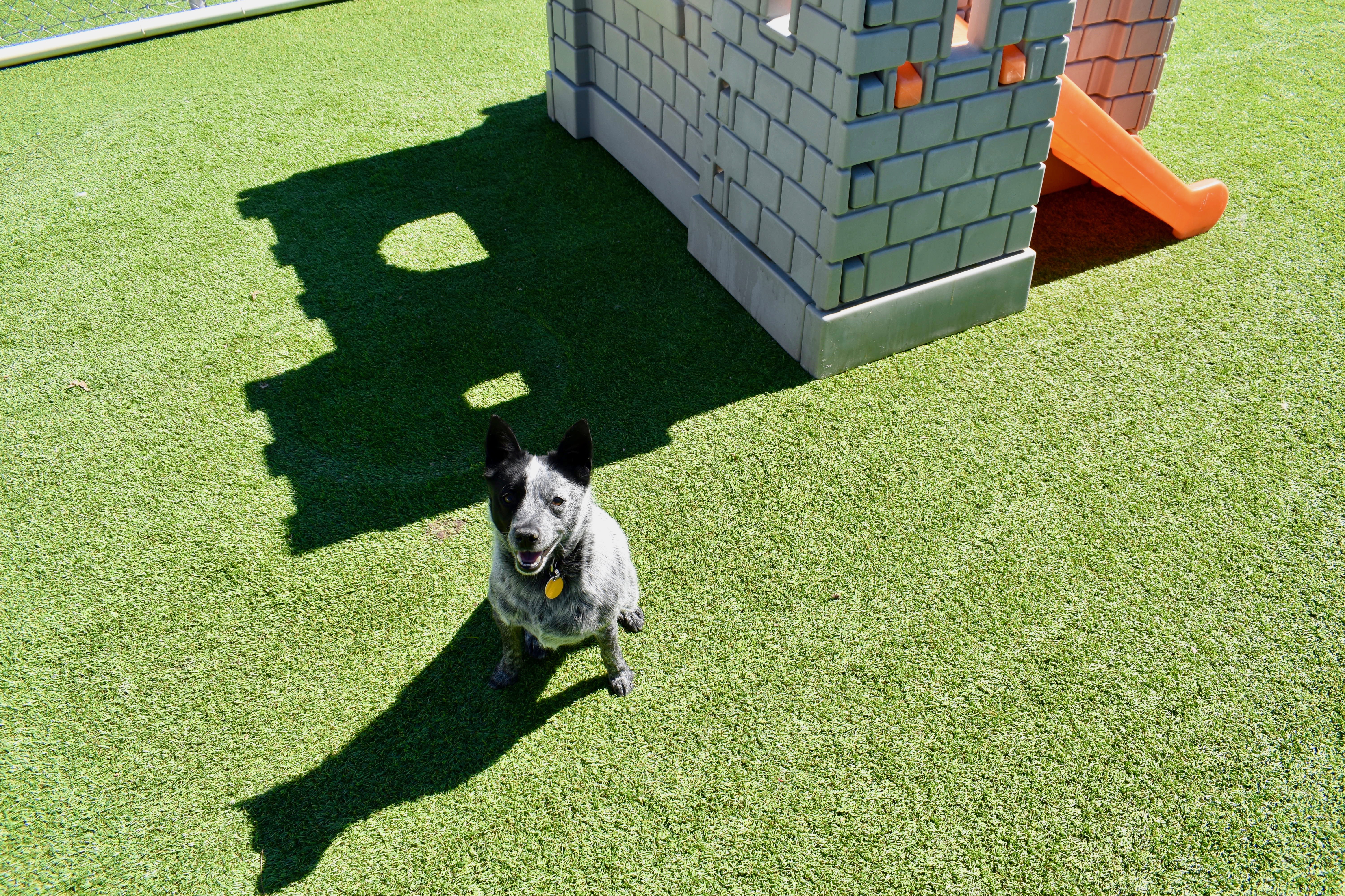 Dog in Outdoor Play Area