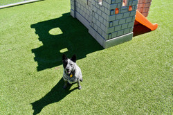 Dog in Outdoor Play Area