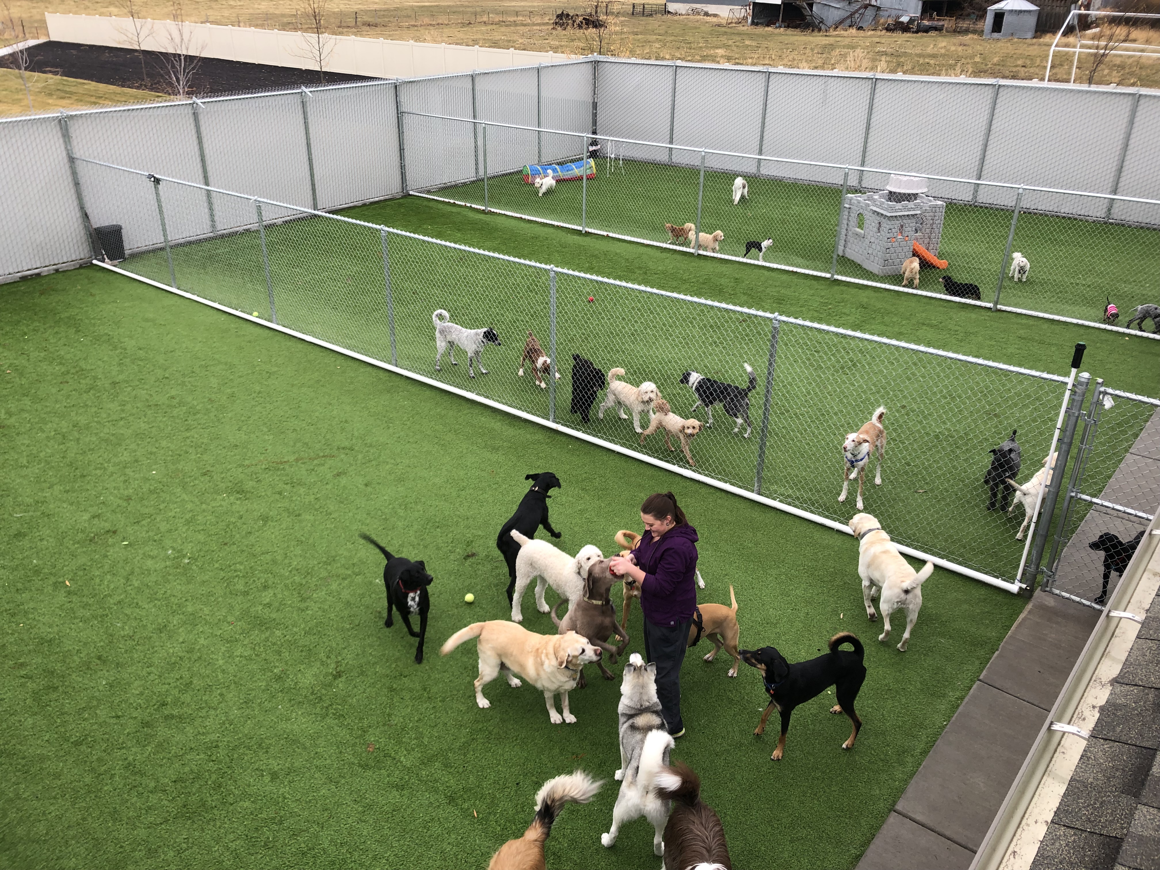 Dogs in all-day/daycare play in outdoor area