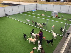 Dogs in all-day/daycare play in outdoor area