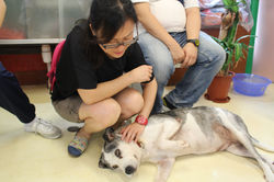 參觀愛護動物協會_路環收容所