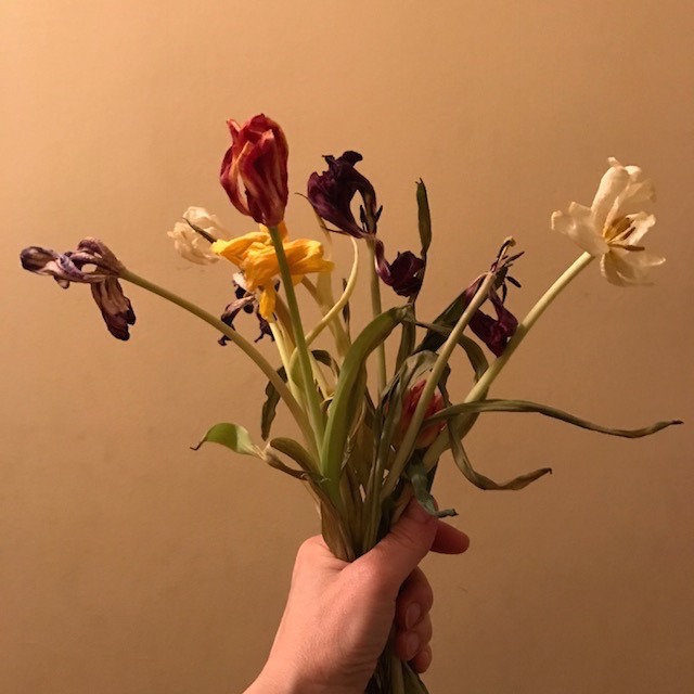 Why Do Cut Flowers Die