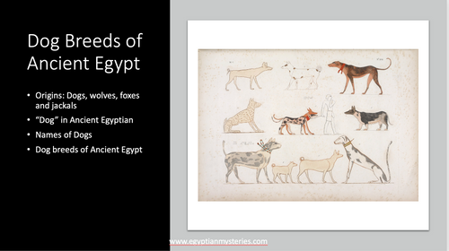 Dogs in ancient egypt