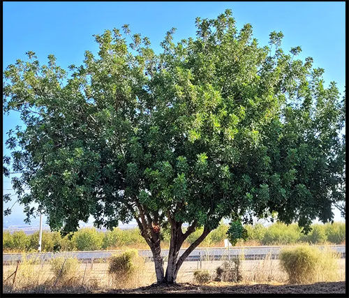 עץ פיקוס השקמה