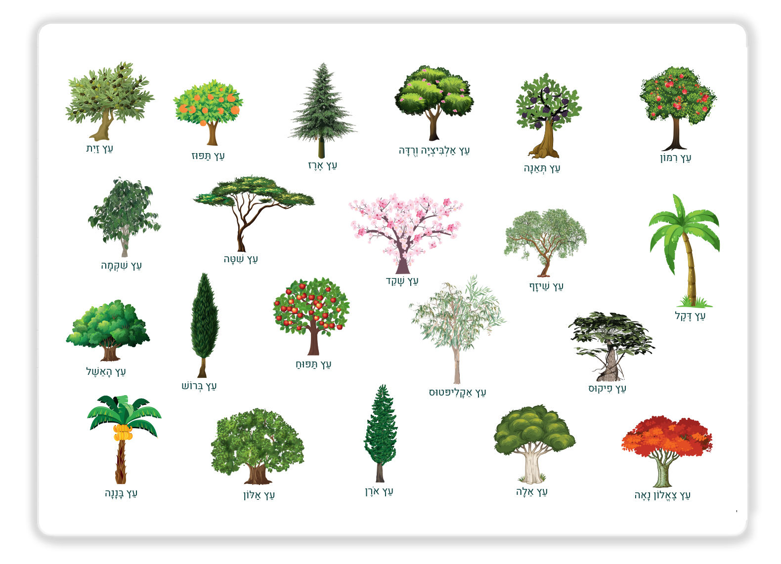 פלייסמט עצי ארץ ישראל – הכרות מאוירת עם הטבע ותרגול קריאה