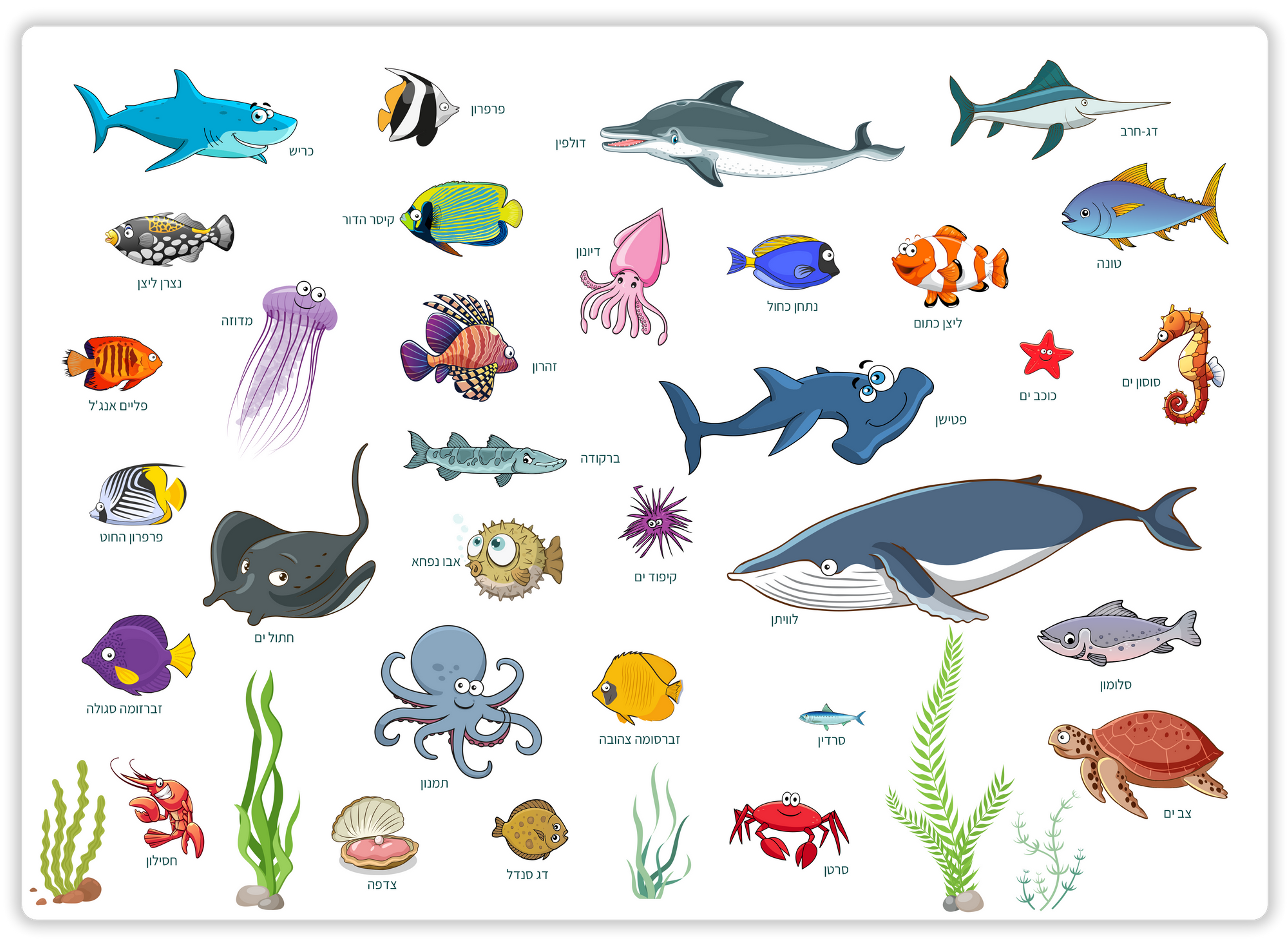 Illustration of various sea creatures with Hebrew names, ocean background, Mokile Art.
