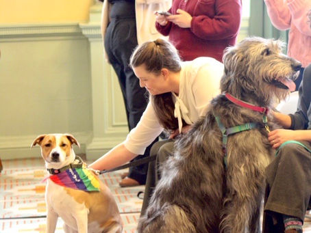 Mass. Senate passes major animal welfare bill