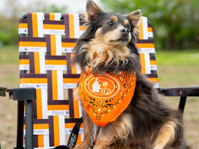 🐾 Pack Spotlight: Tito's Handmade Vodka