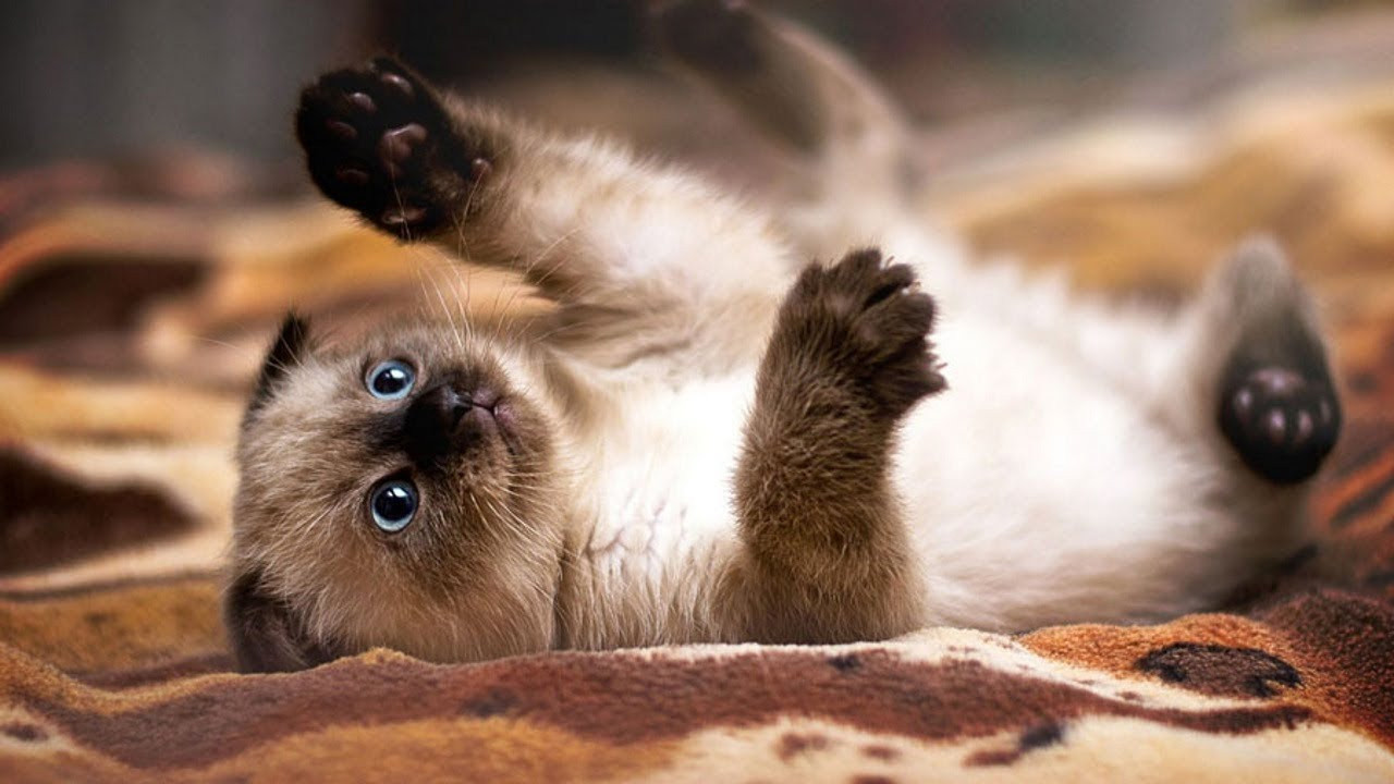 Siamese