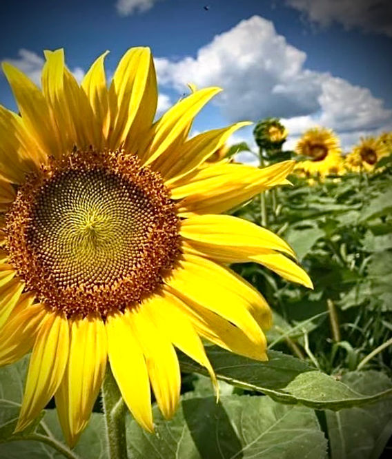 Sunflower Oil 101 - A LOCAL OLIVE OIL REPLACEMENTFarm Direct Food and Fun