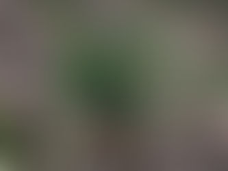 Coming Up Green Making You Hungry?